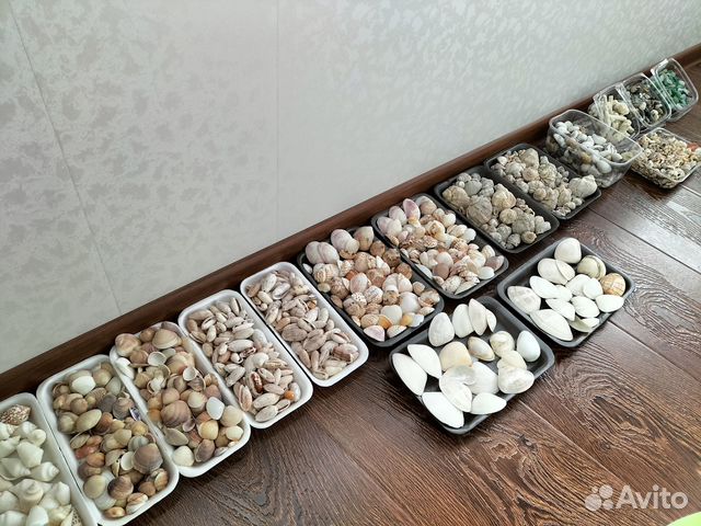 Морские ракушки, раковины,кораллы, камушки