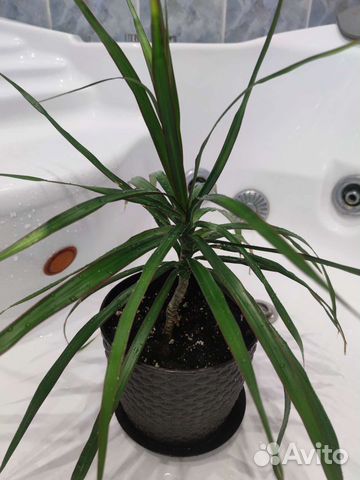 Пальма драцена