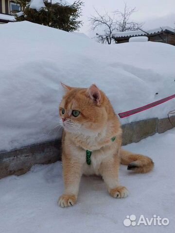 Британский кот, вязка