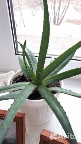 Алоэ Вера растение