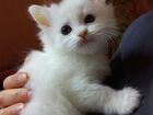 Сибирско-шотландские с кисточками на ушах котята объявление продам