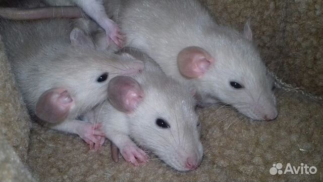 Питомник крысят Дамбо, крысы