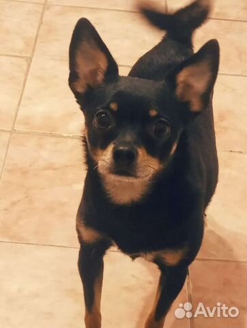 Гостиница для животных. Передержка