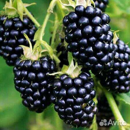 Саженцы ежевики