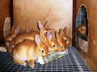 Кролики бургундские 1.5 мес объявление продам