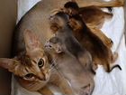 Абиссинские котята с документами объявление продам