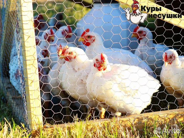 Адлеровская серебро курица описание фото