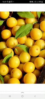 Слива абрикосовая жёлтая,синяя чернослив, красная