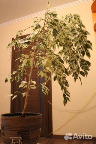 Фикус бенджамина