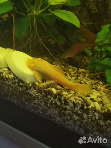 Самцы и самки Анциструс альбинос