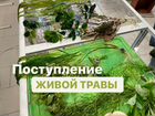 Валлиснерия, Аквариумные растения объявление продам