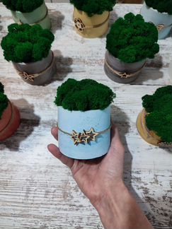 Стабилизированный мох в гипсовом кашпо