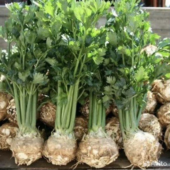 Сельдерей когда убирать и как хранить. Сельдерей черешковый на грядке. Болезни сельдерея. Сельдерей когда убирать и как хранить. Сельдерей черешковый.