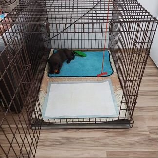 Клетка для собак