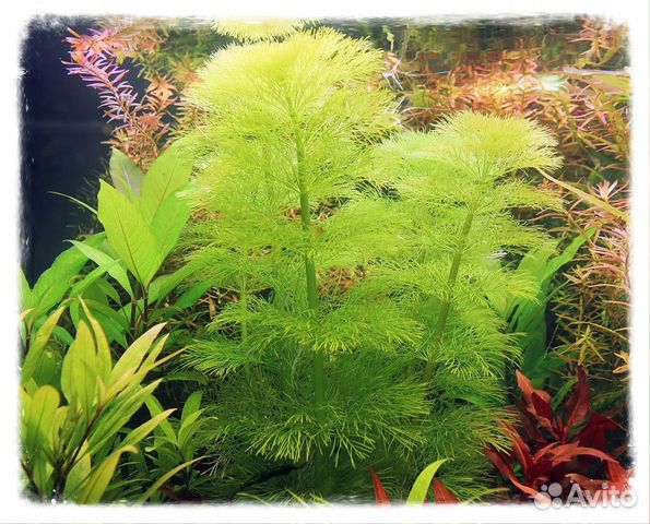 Амбулия Перистолистник Анубиас