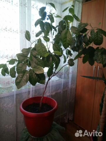 Лимонное дерево