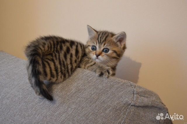 Клубные британцы золотая шиншилла