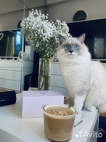 Вязка с рэгдоллом блю миттед