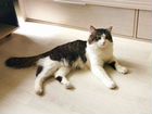 Сибирский кот вязка объявление продам
