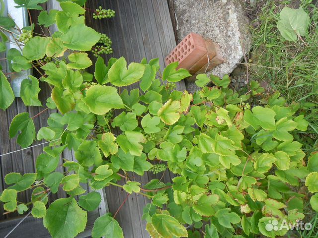 Черенки винограда для посадки