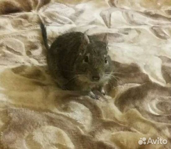 Передержка для грызунов, хорьков, рептилий, птиц