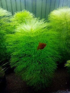 Аквариумные растения