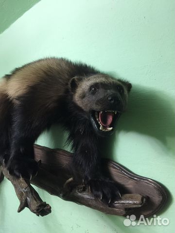 Чучело Росомахи