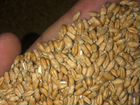 Пшеница,зерно объявление продам
