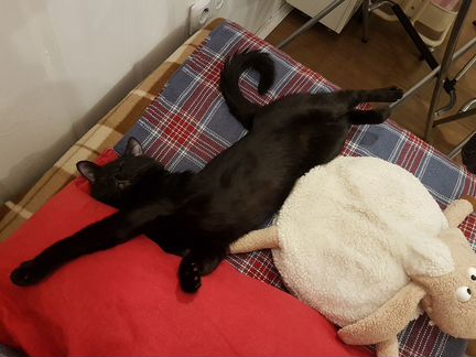 Кот для вязки, британец