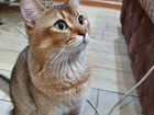 Абиссинская & золотой британский кошка