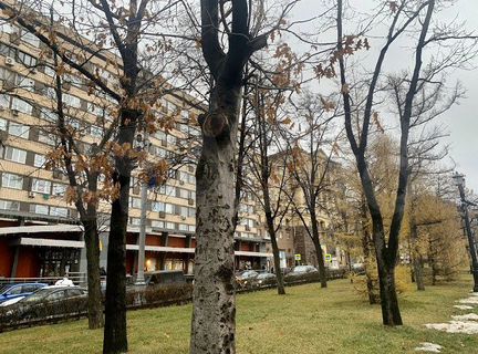 Квартира-студия, 24.6 м², 2/6 эт.