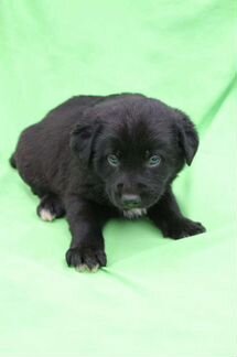 Отдам щенка