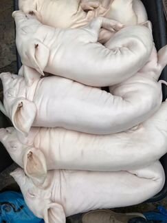 Молочные поросята