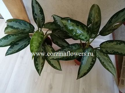 Аглаонема Джубайли 25-30 см