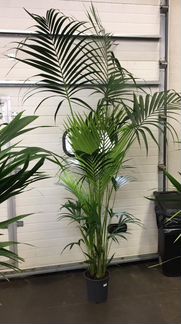 Пальма Ховея XXL H 220 см