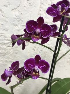 Орхидея Фаленопсис
