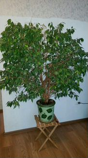 Фикус бенджамина (XL крупномер)