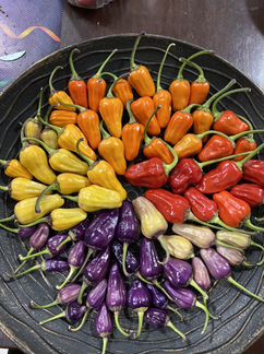 Семена острого перца