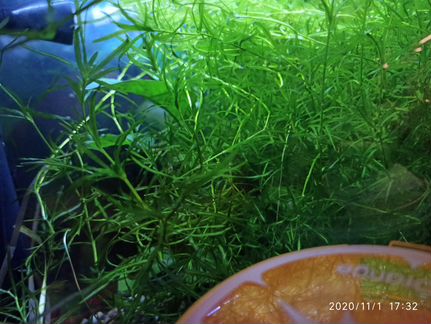 Аквариумное растение Наяс