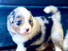 Австралийская овчарка щенки объявление продам