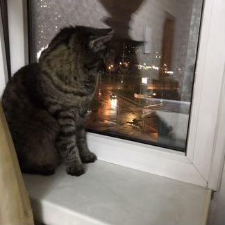 Кошка
