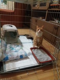 Котик