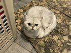 Кошка 2,5 года британская, окрас серебристая шинши
