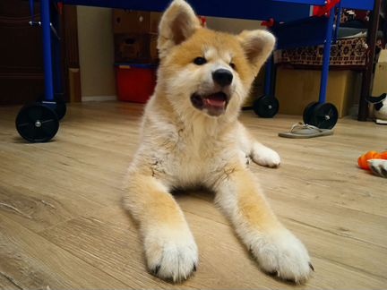 Щенок акита ину