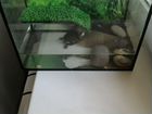 Черепашка с аквариумом