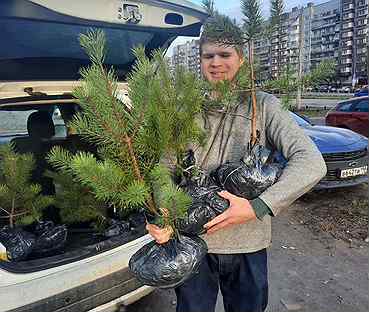 Купить Сосны Новогодние Живые На Авито Оптом