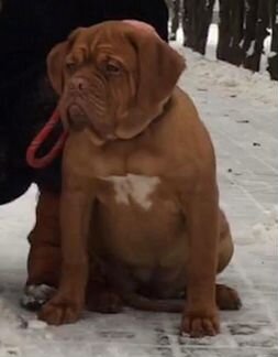 Чудесная девочка французского мастифа