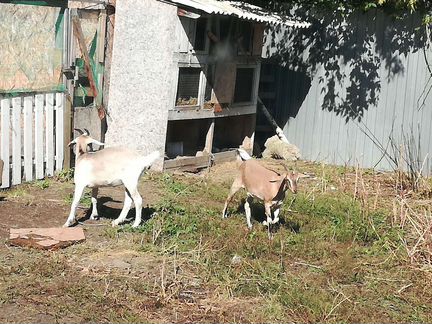 Альпо нубийские козы - фотография № 2