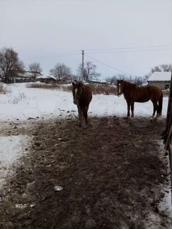 Лошади и жеребцы