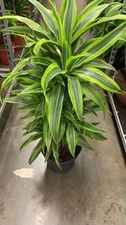 Драцена Лемон разветленная Н 110 см